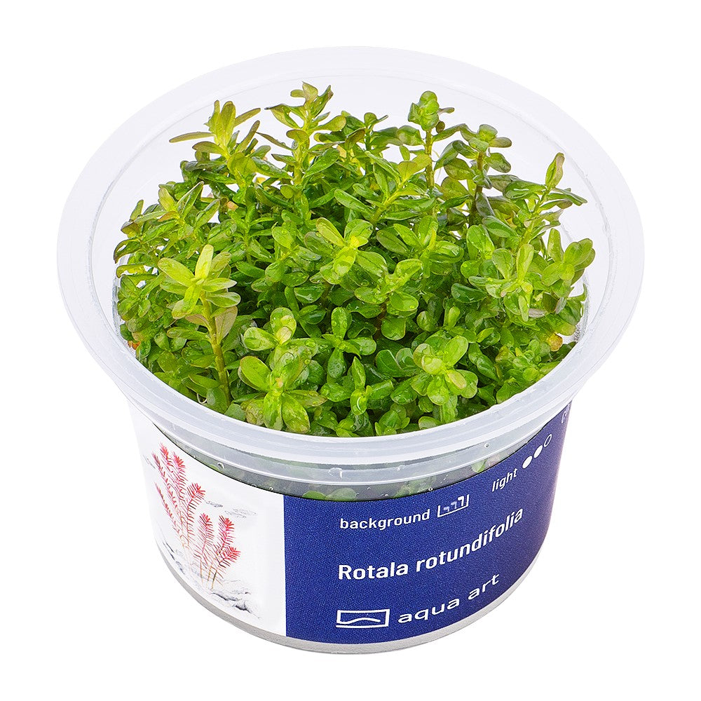 Rotala rotundifolia InVitro | InVitro AquaArt
