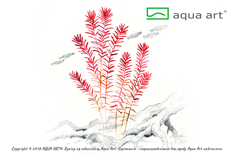 Rotala rotundifolia InVitro | InVitro AquaArt