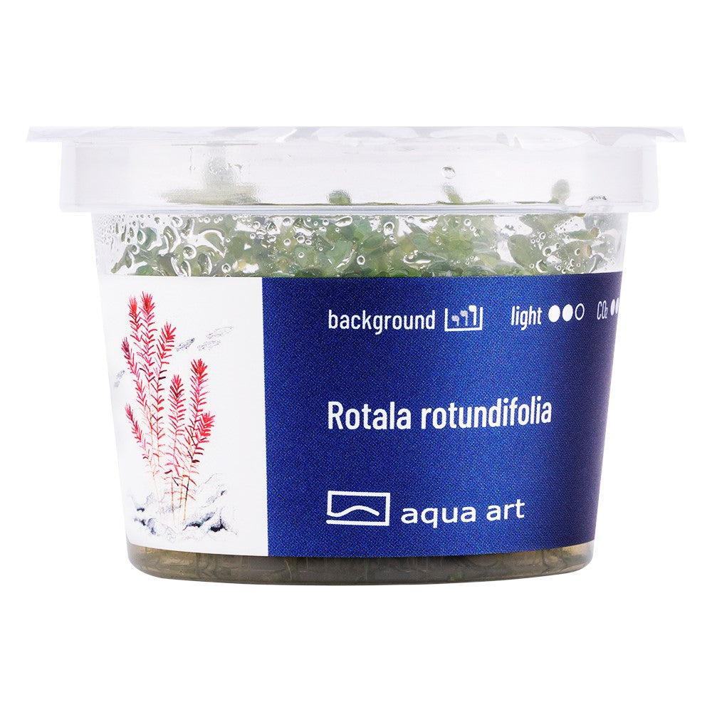 Rotala rotundifolia InVitro | InVitro AquaArt