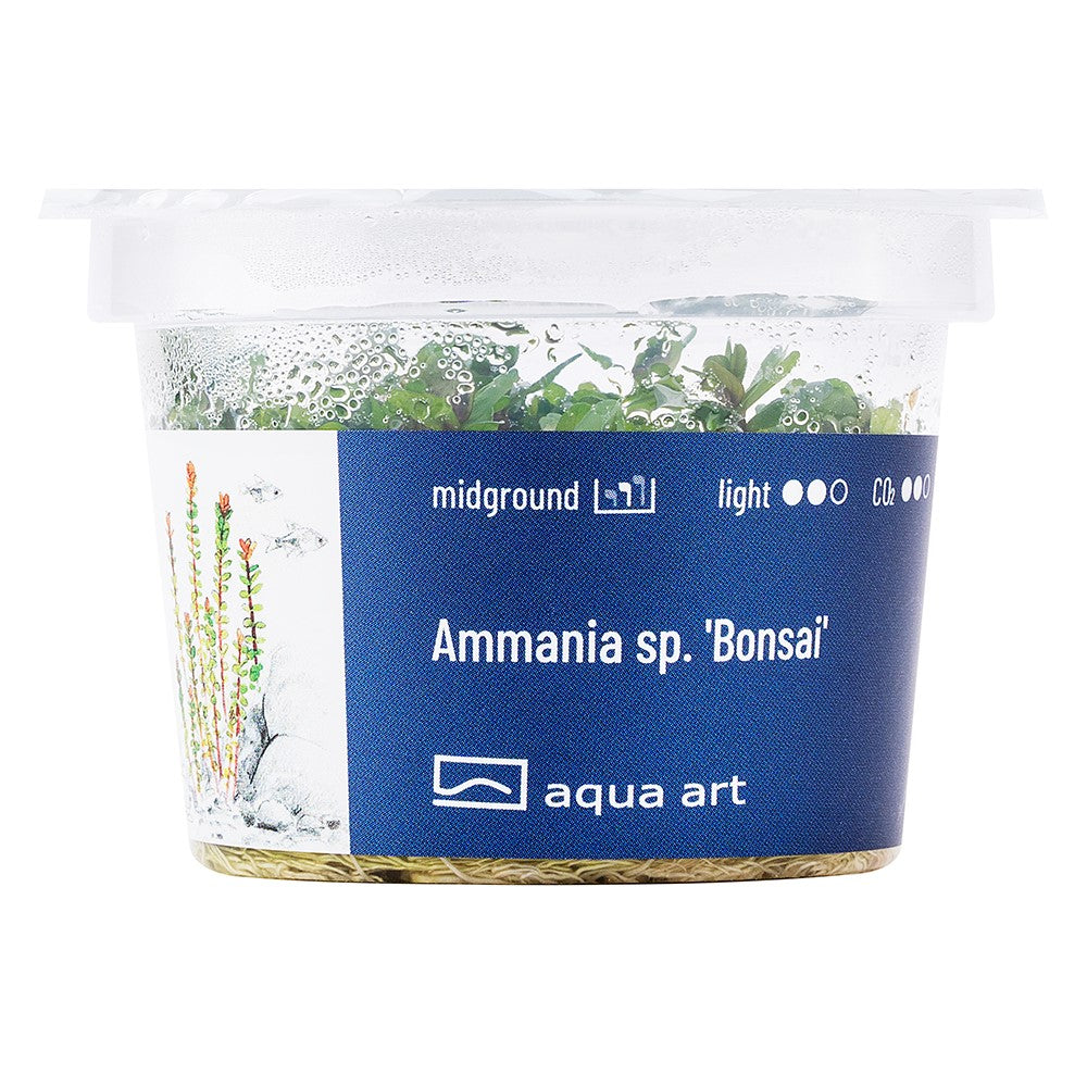 Ammania sp.'Bonsai' | InVitro AquaArt
