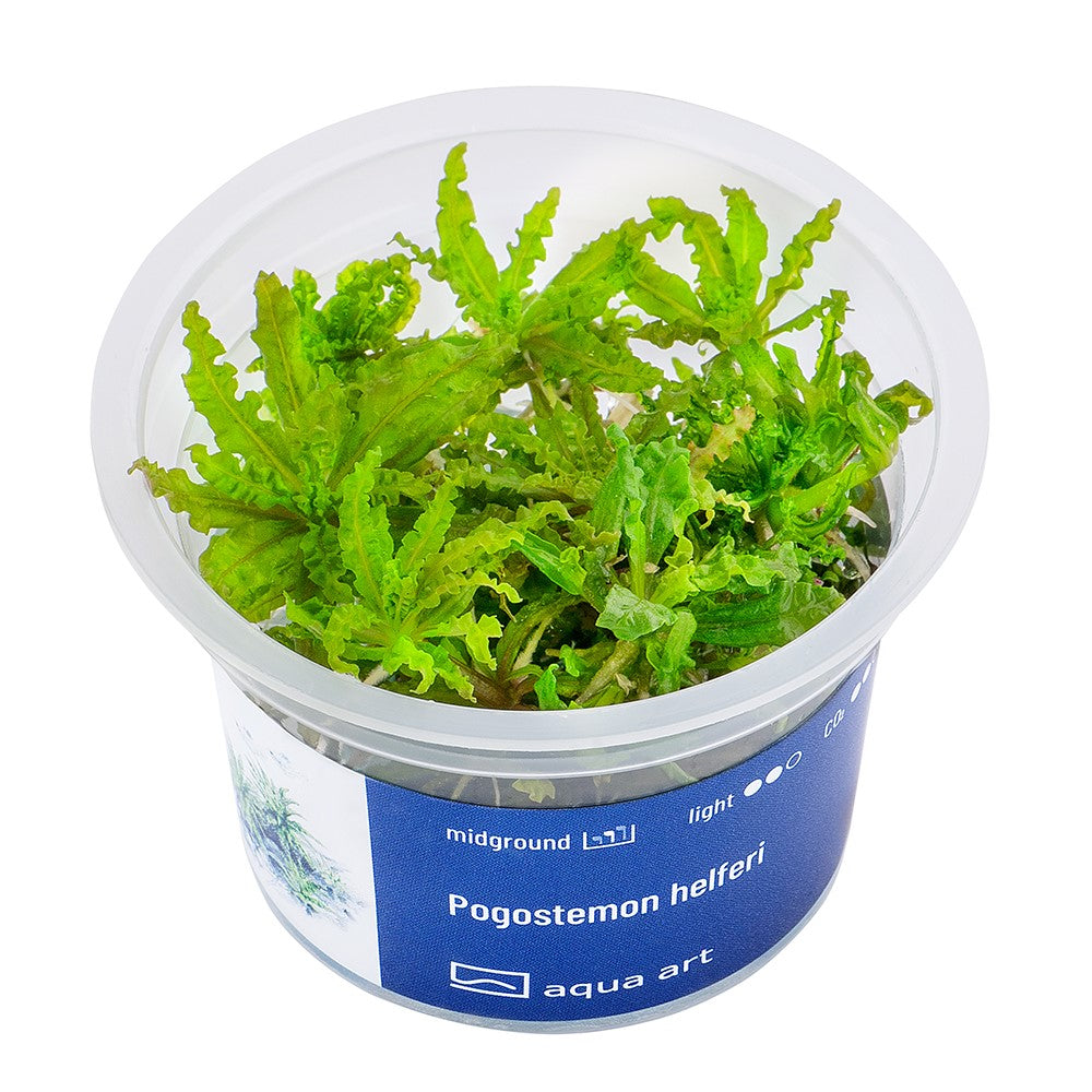 Pogostemon helferi InVitro | InVitro AquaArt