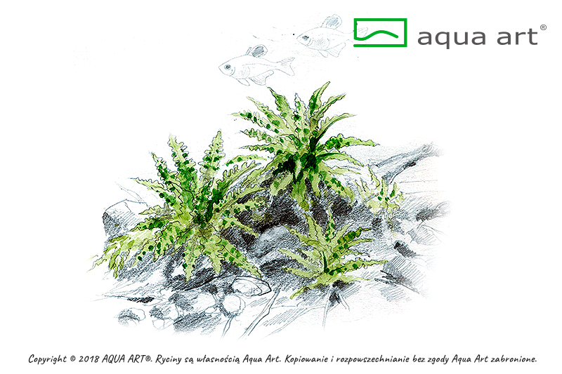 Pogostemon helferi InVitro | InVitro AquaArt