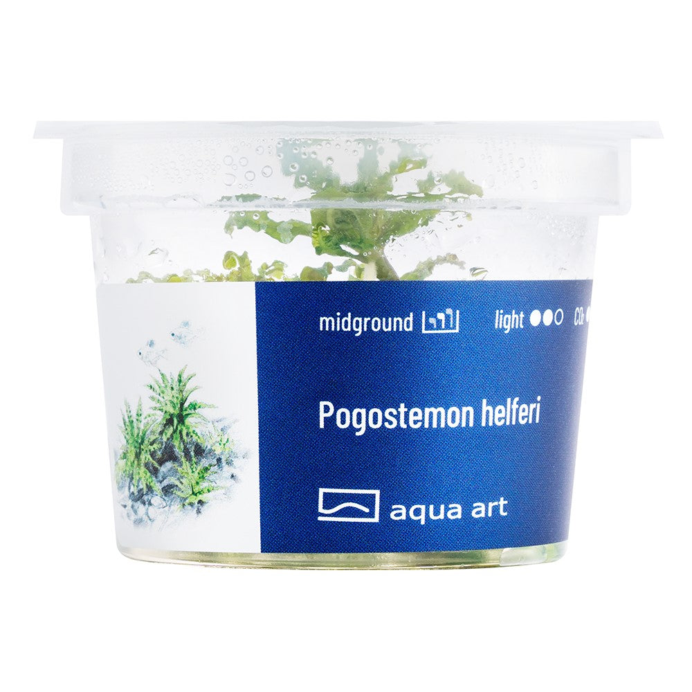 Pogostemon helferi InVitro | InVitro AquaArt