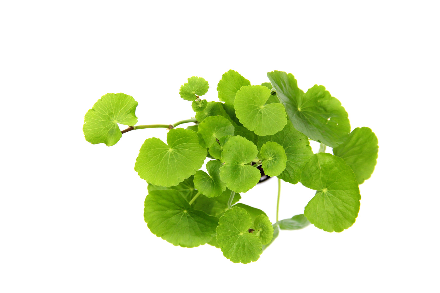Hydrocotyle leucocephala | en pot 5cm