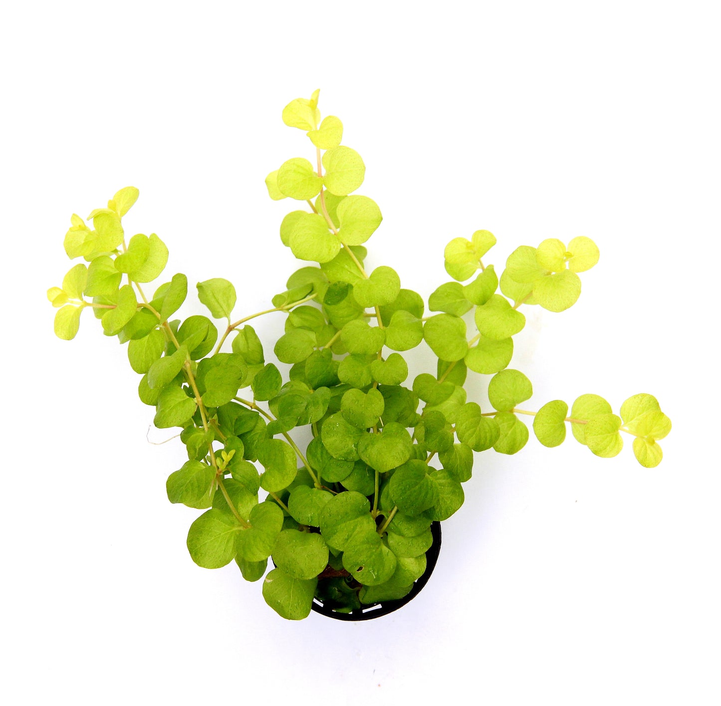 Lysimachia nummularia aurea | en pot 5cm