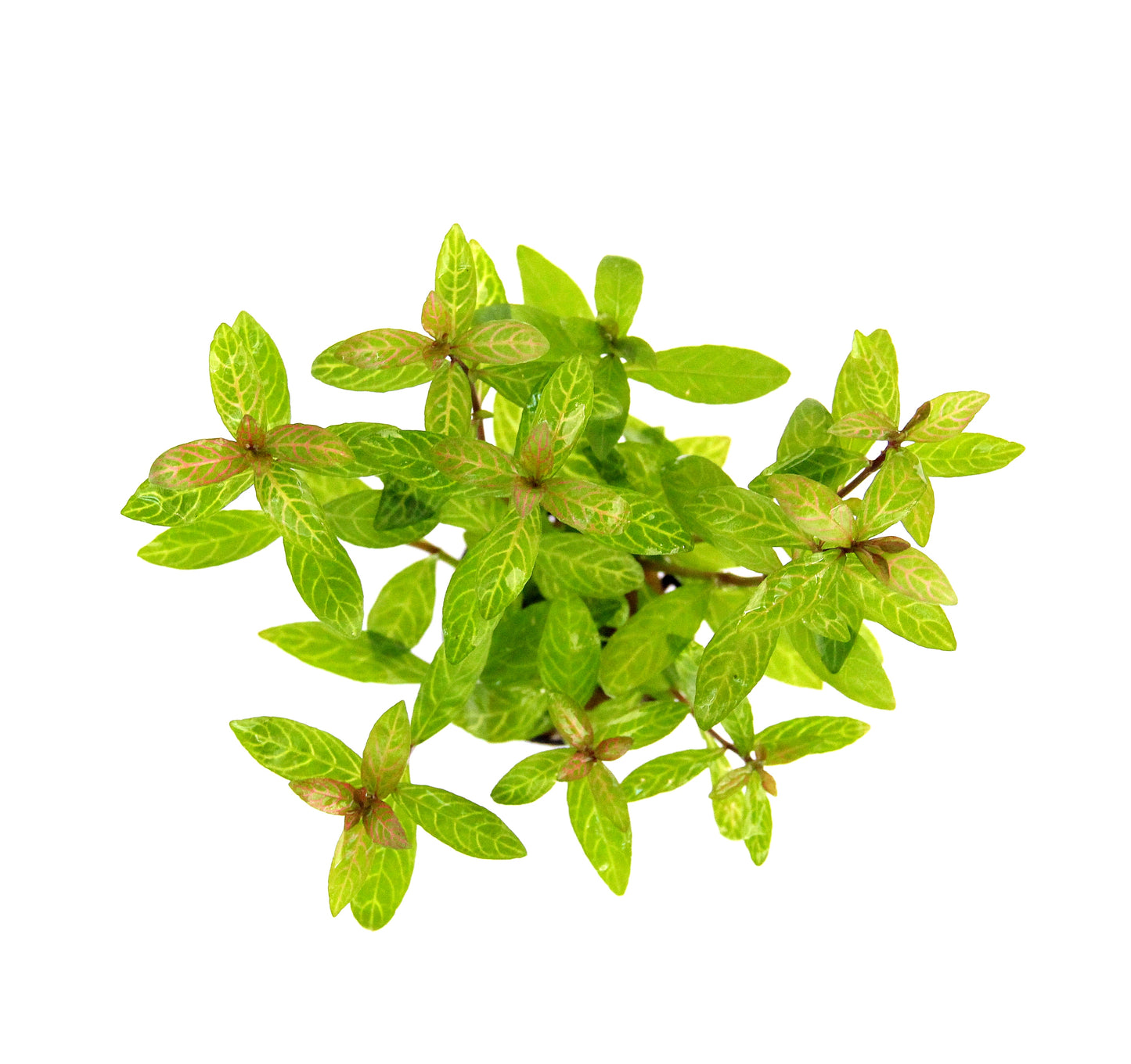 Hygrophila polysperma Sunset | en pot 5cm