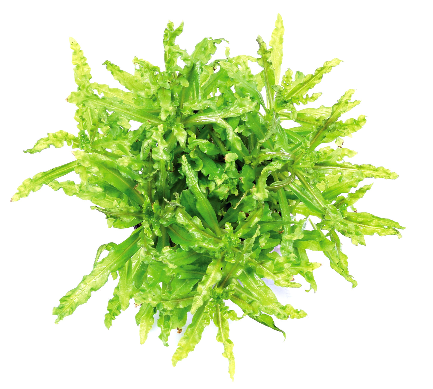 Pogostemon helferi | en pot 5cm