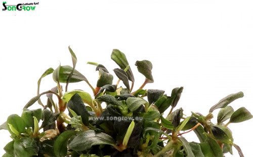 Bucephalandra sp. Brownie (Batang Kawa) | epaqvitro 100ml