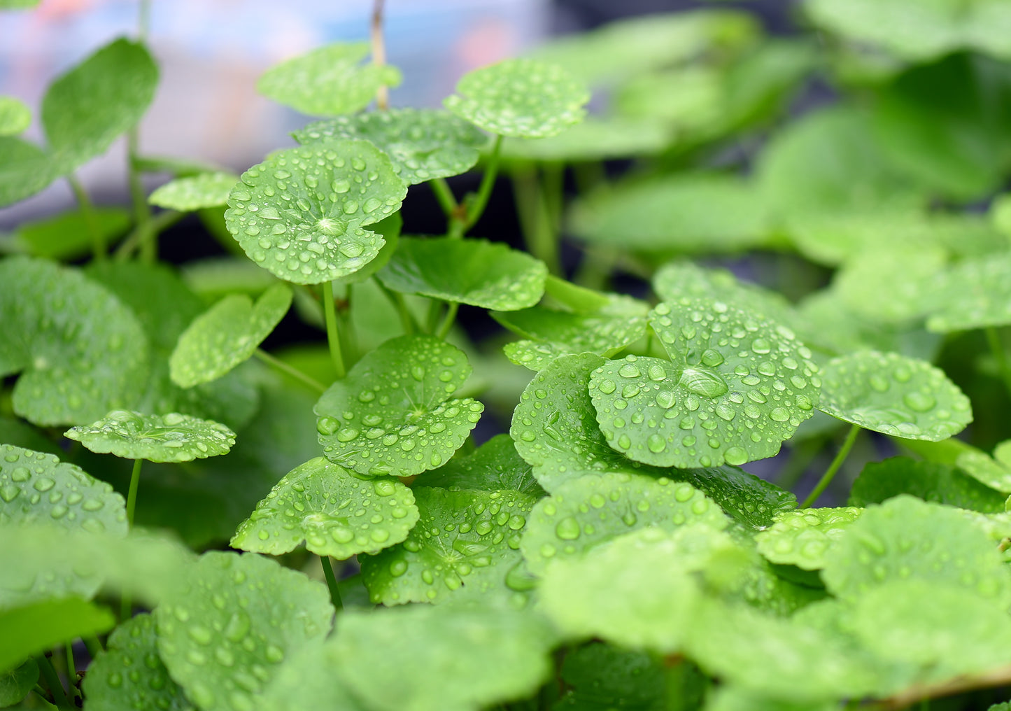 Hydrocotyle leucocephala | en pot 5cm