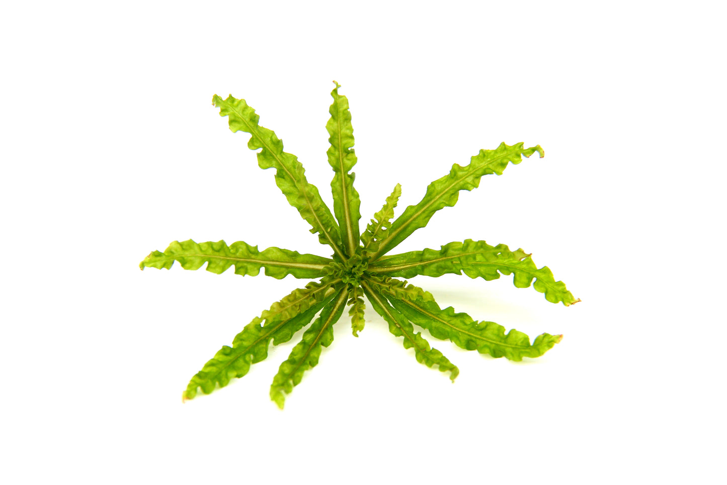 Pogostemon helferi | en pot 5cm