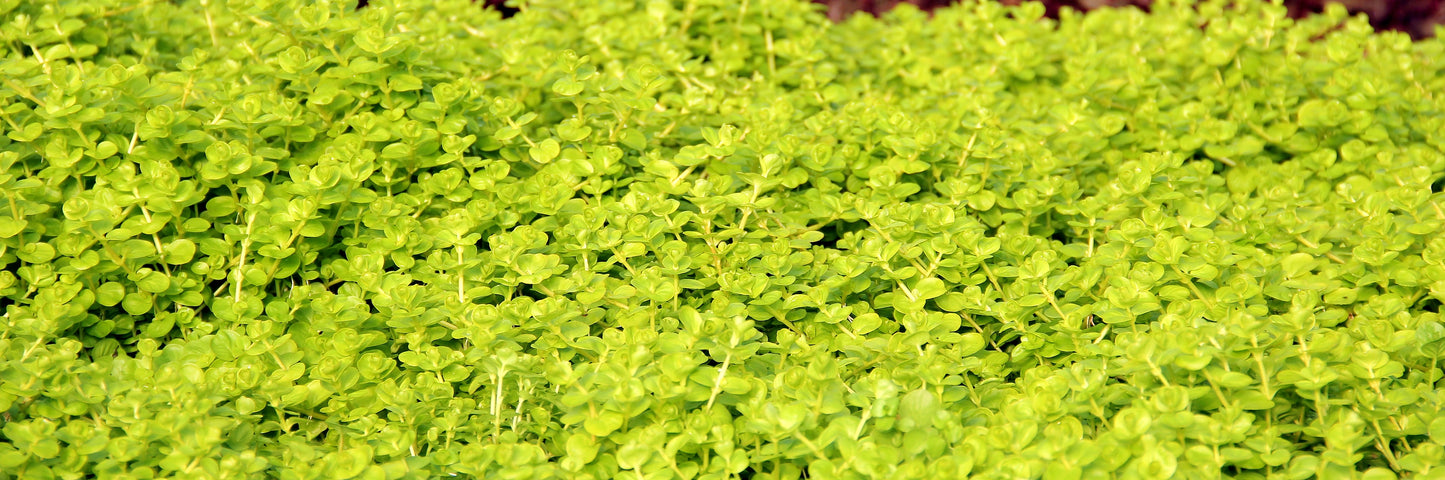 Lysimachia nummularia aurea | en pot 5cm