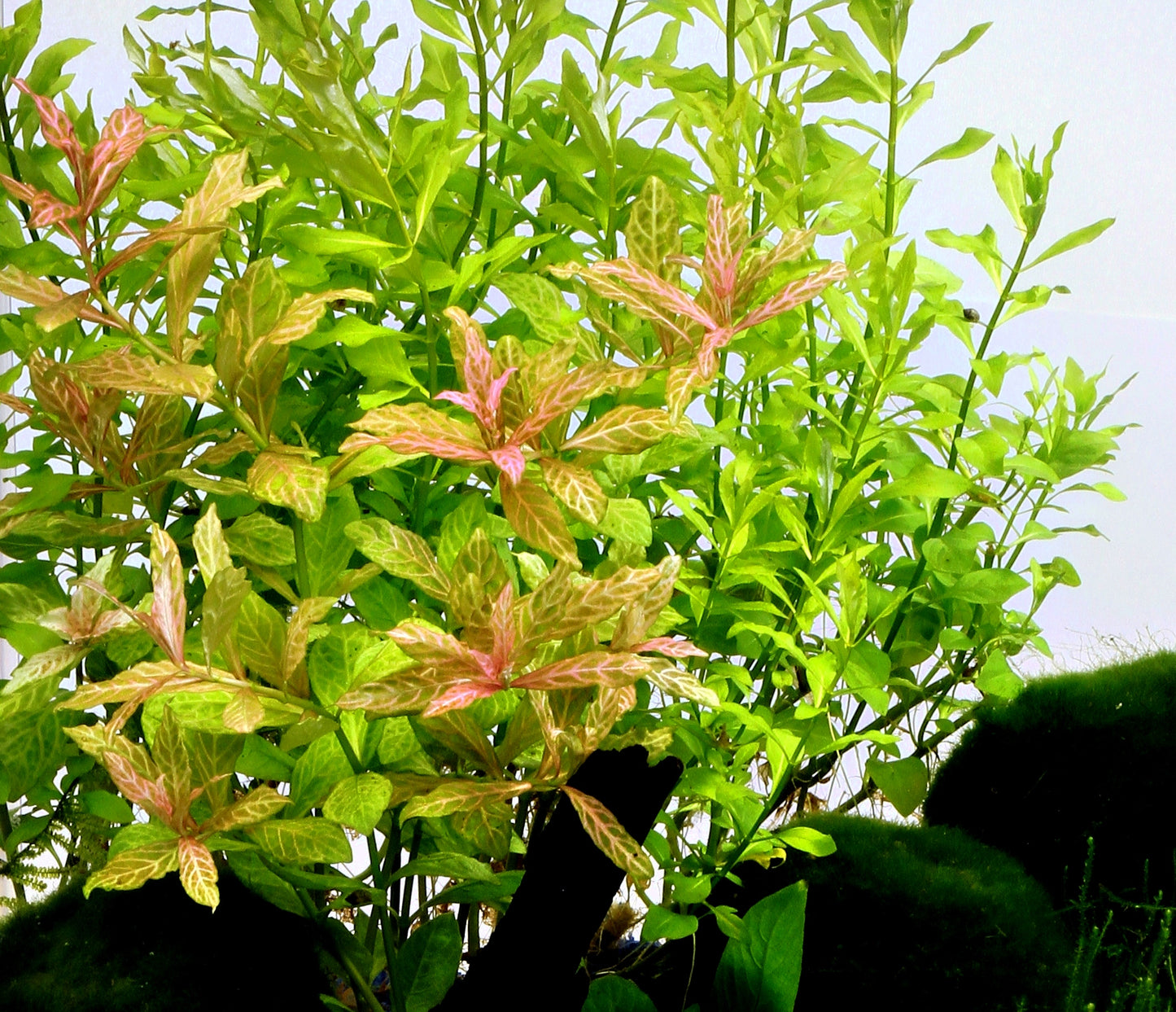 Hygrophila polysperma Sunset | en pot 5cm