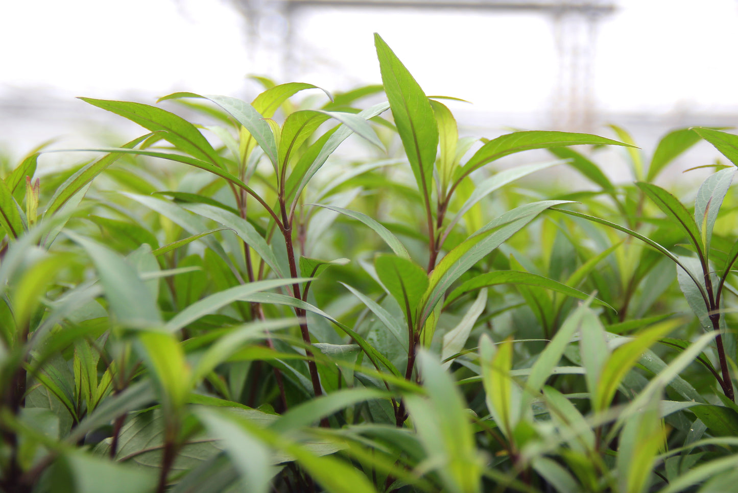 Hygrophila corymbosa Thailand | en pot 5cm