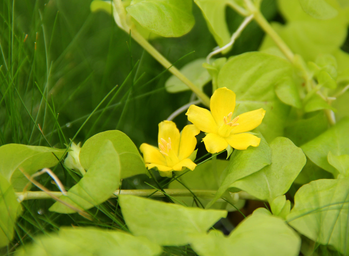 Lysimachia nummularia aurea | en pot 5cm