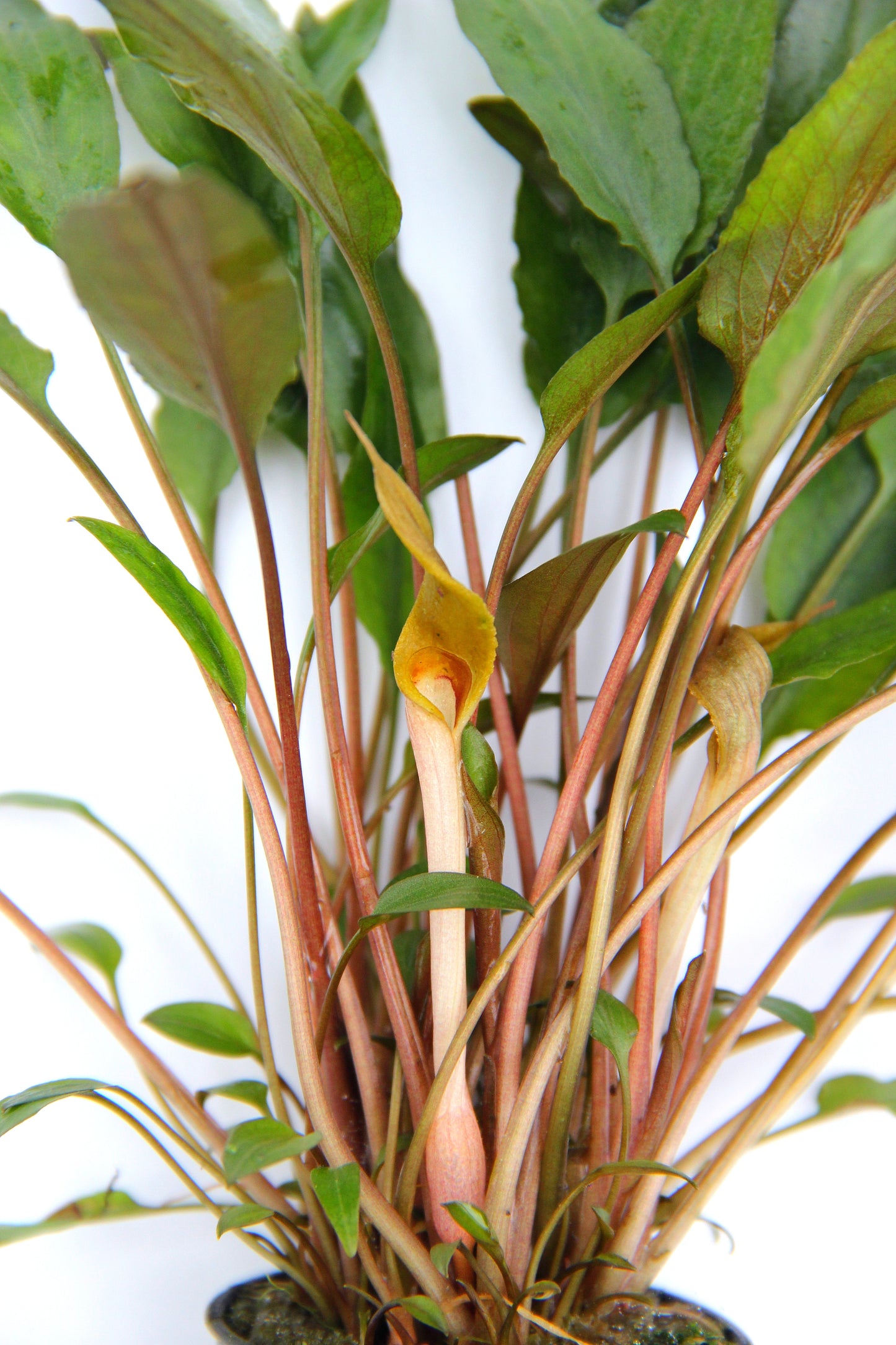 Cryptocoryne becketti | en pot 5cm