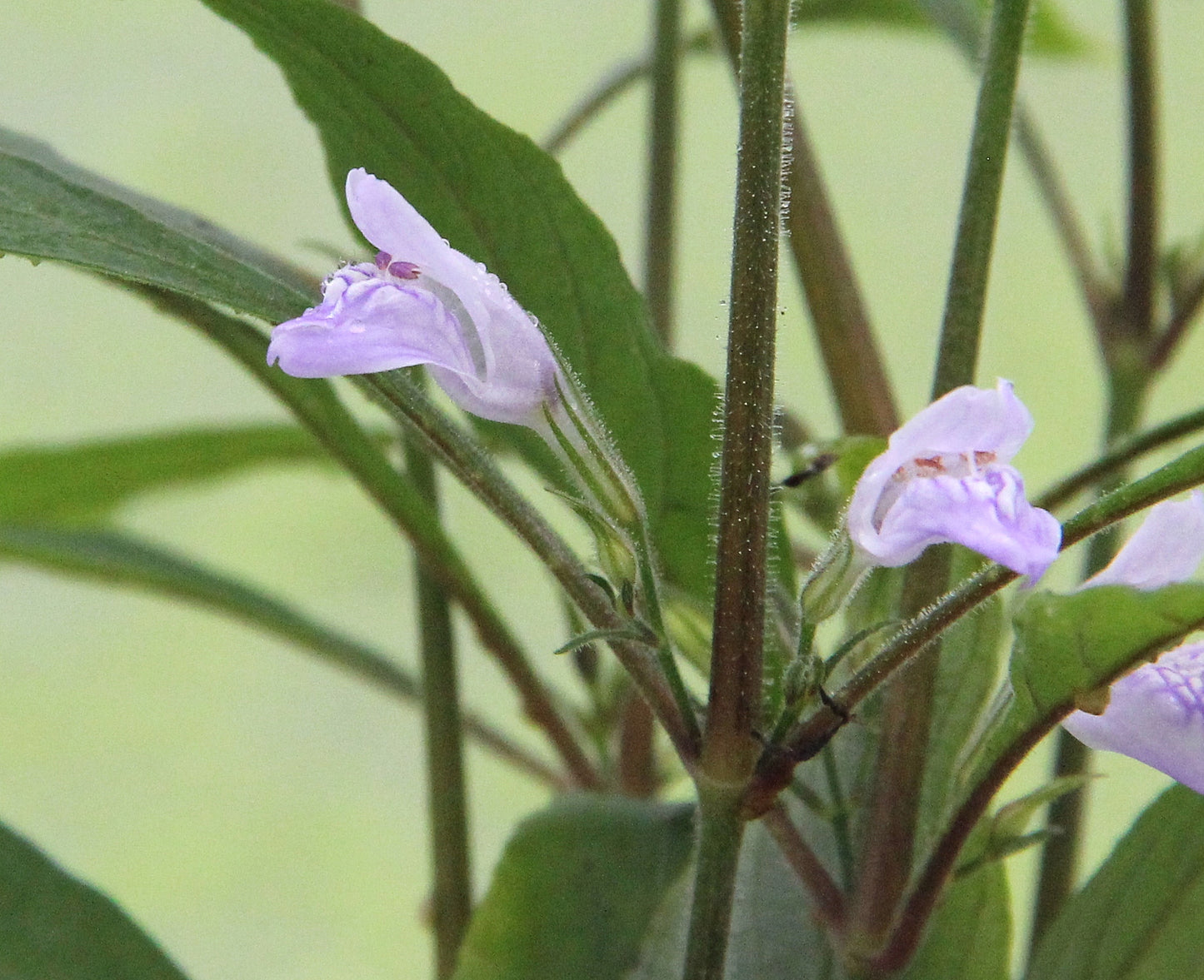 Hygrophila corymbosa Thailand | en pot 5cm