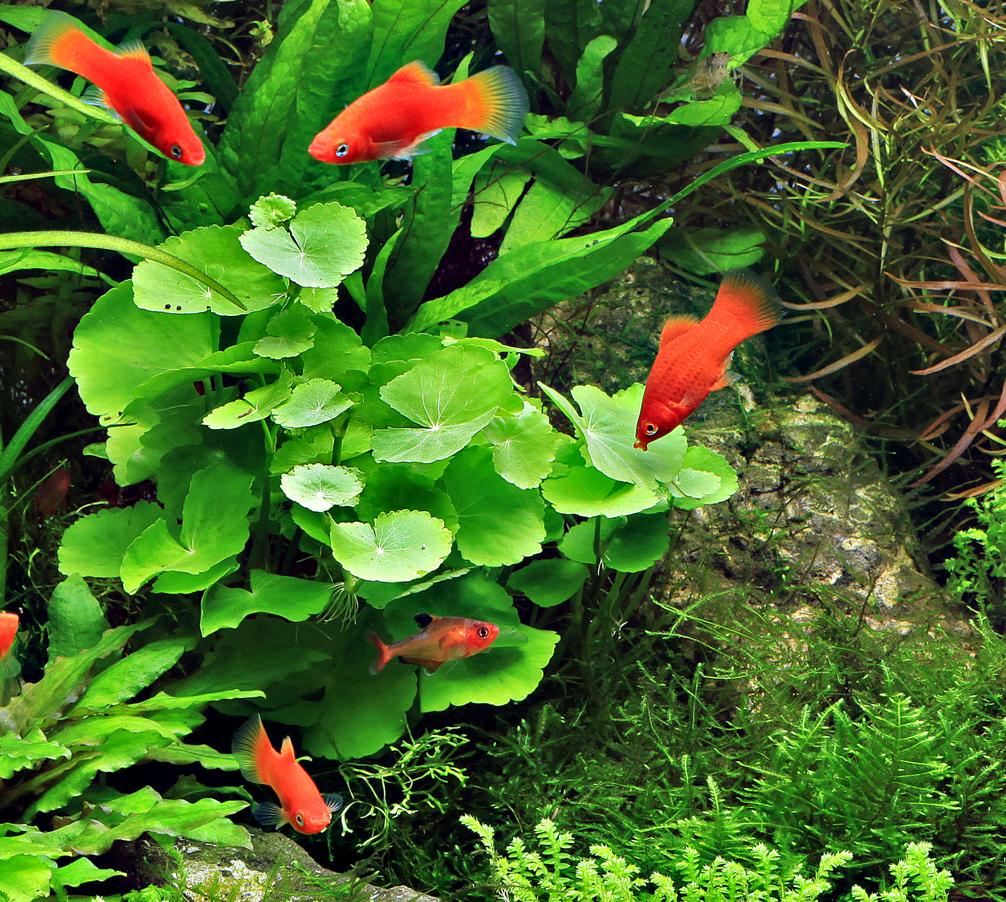 Hydrocotyle leucocephala | en pot 5cm