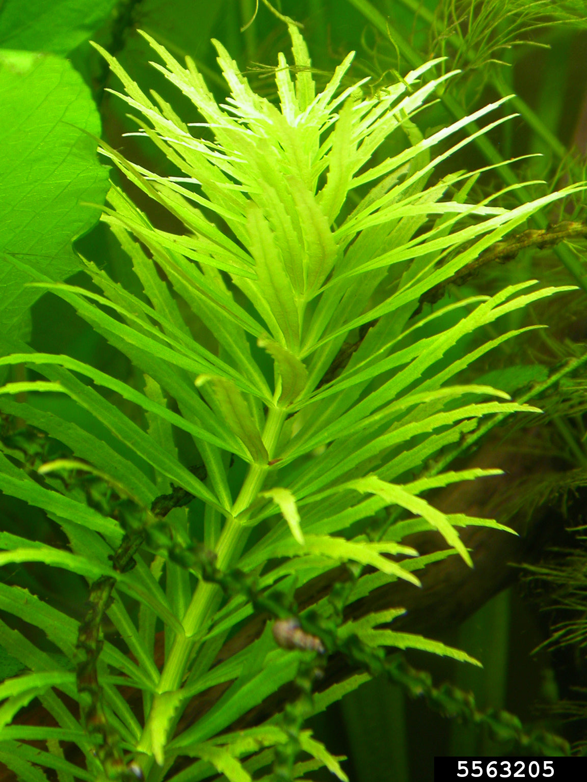 Limnophila aromatica green | en pot 5cm