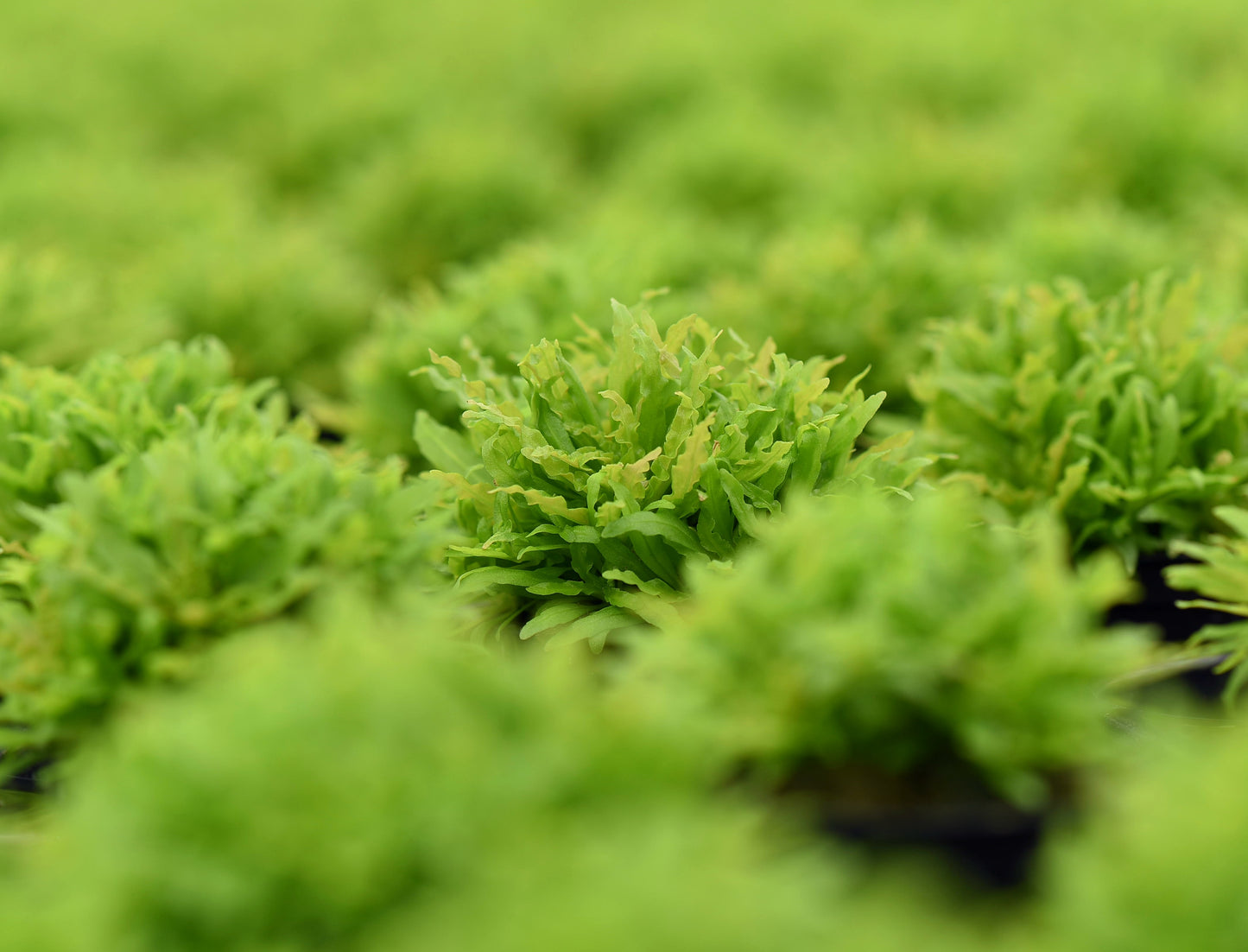 Pogostemon helferi | en pot 5cm