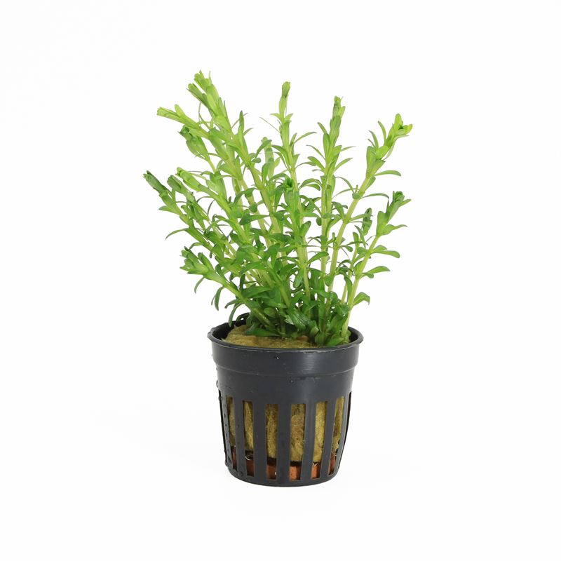 Rotala bossii