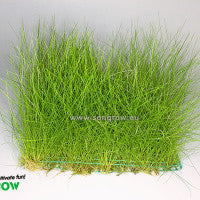 Eleocharis parvula | sur pad 6*11