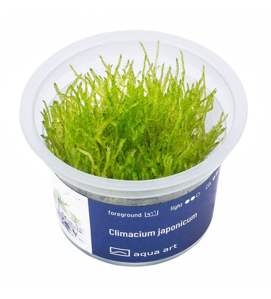 Climacium japonicum | InVitro AquaArt