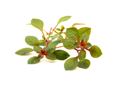 Ludwigia spec. Super Red | en pot 5cm