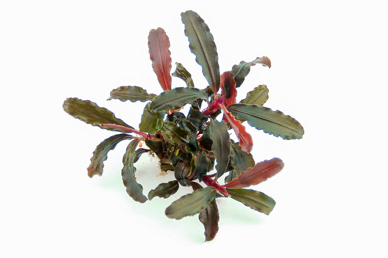 Bucephalandra sp.  ́Red Scorpio ́ | en pot 5cm