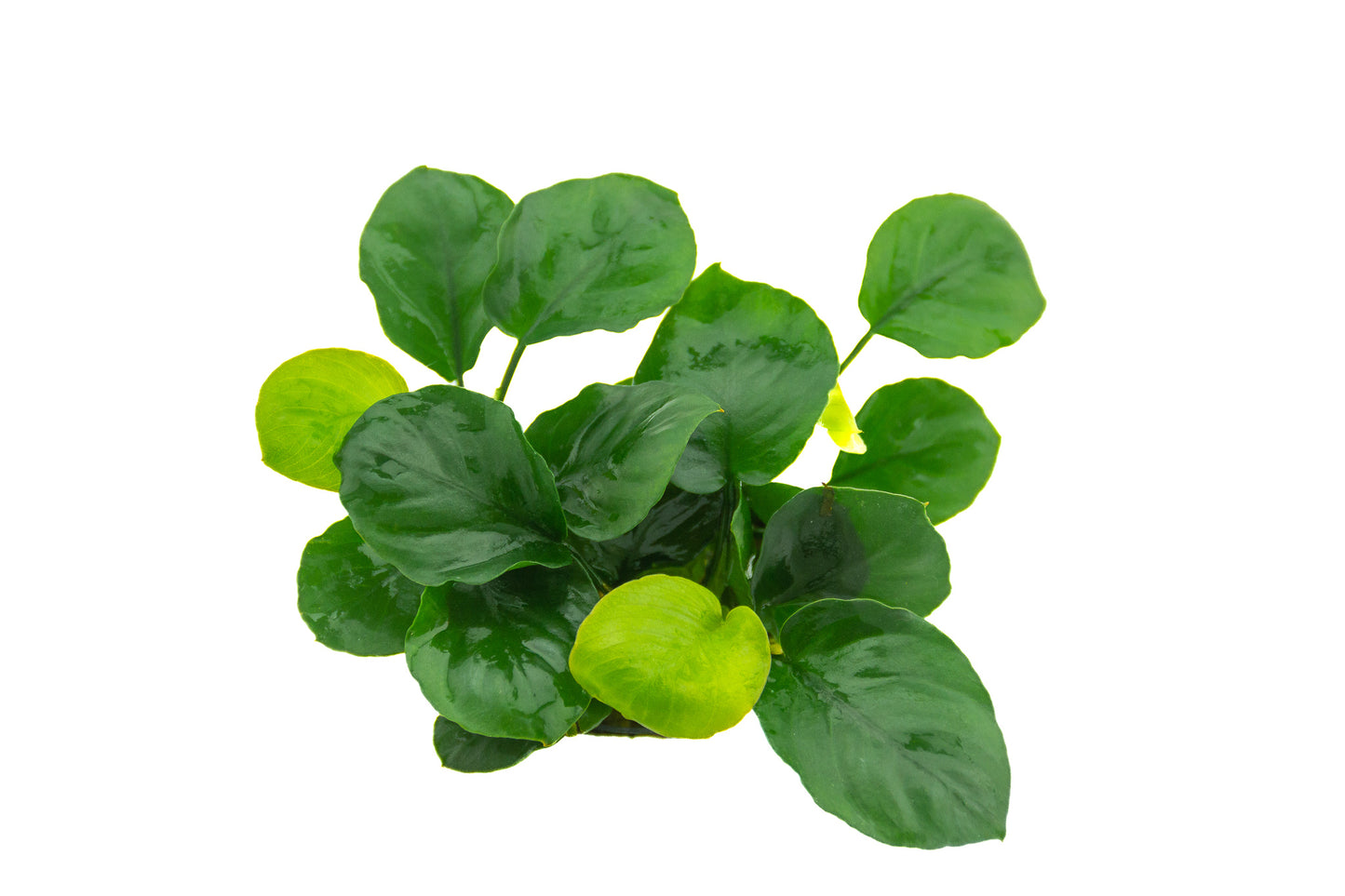 Anubias barteri sp. coin leaf | en pot 5cm