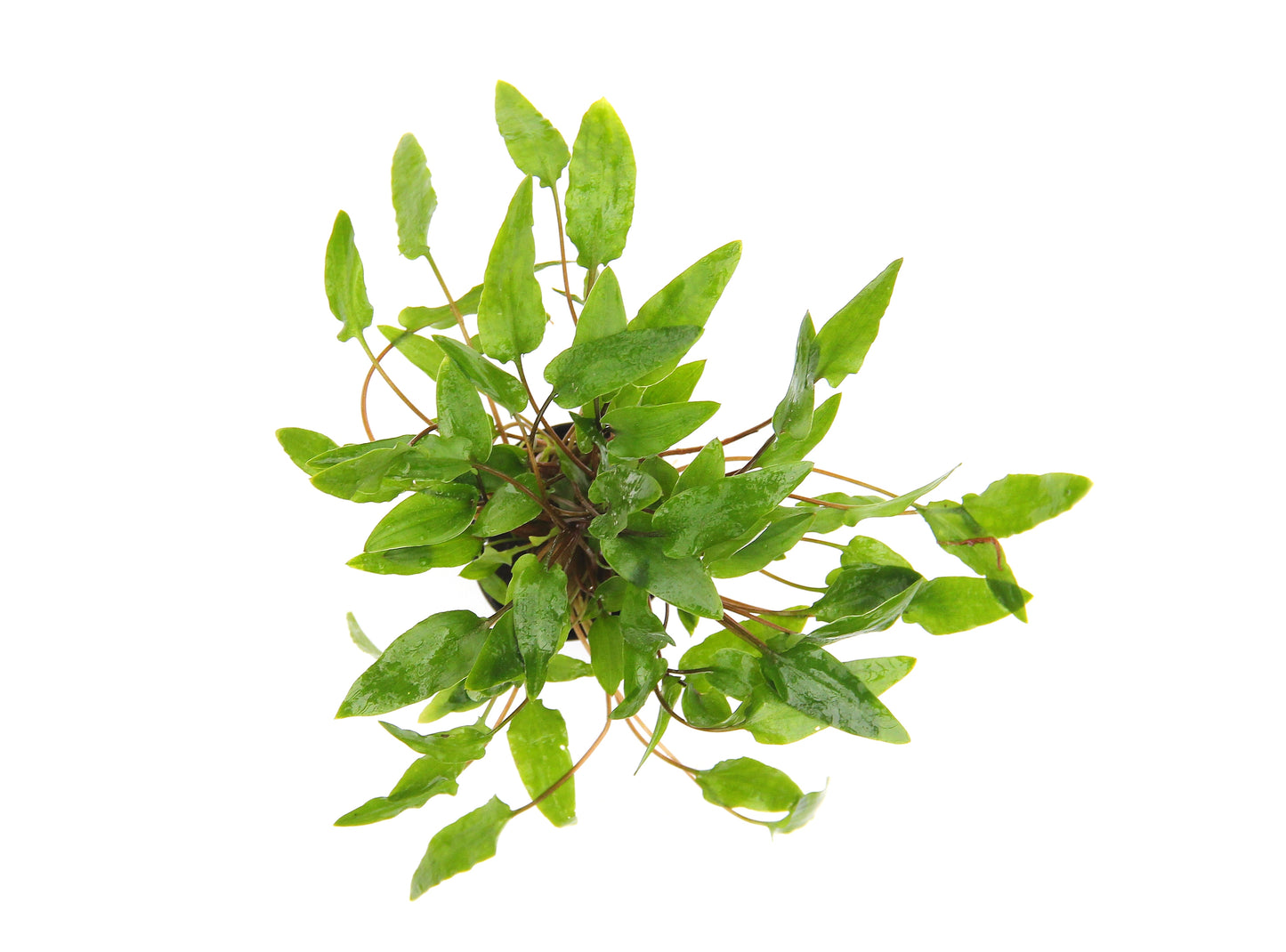 Cryptocoryne wendtii Green | en pot 5cm