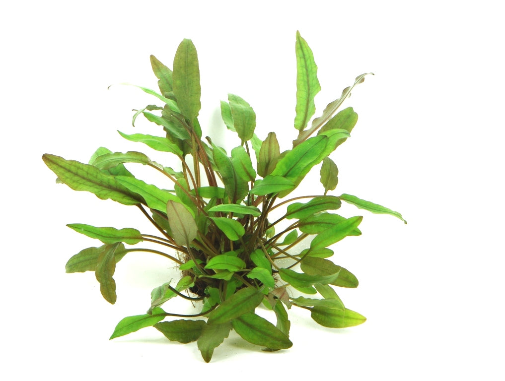 Cryptocoryne becketti | en pot 5cm