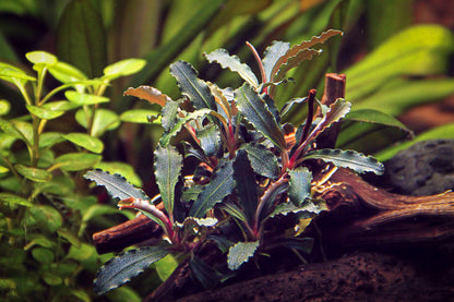 Bucephalandra sp.  ́Red Scorpio ́ | en pot 5cm