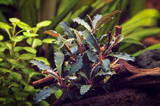 Bucephalandra sp.  ́Red Scorpio ́ | en pot 5cm