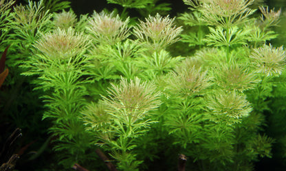 Limnophila sessiliflora | en pot 5cm