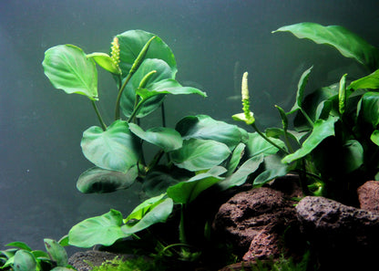 Anubias barterii | en pot 5cm