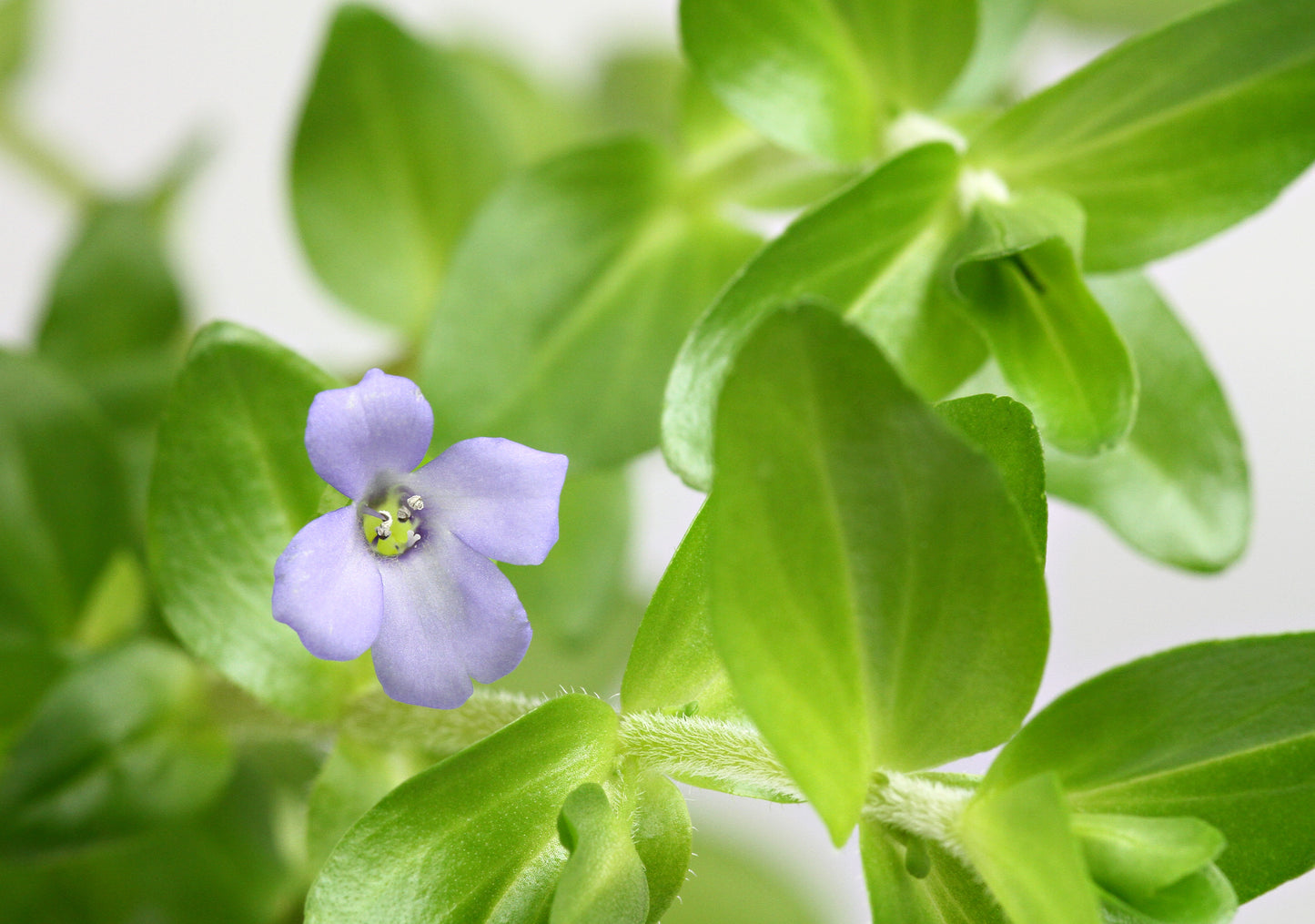 Bacopa caroliniana | en pot 5cm