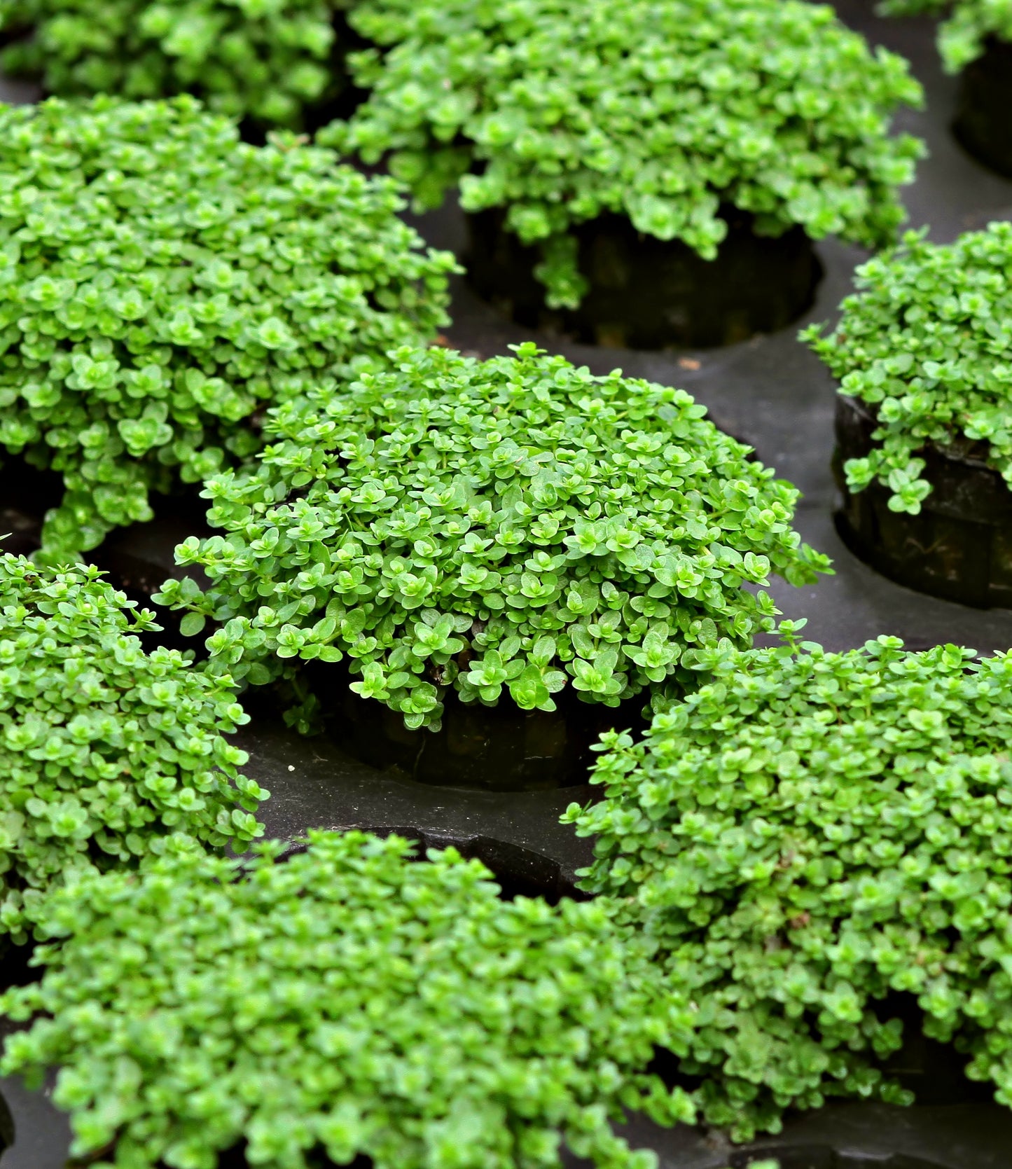 Hemianthus callitrichoides Cuba | en pot 5cm