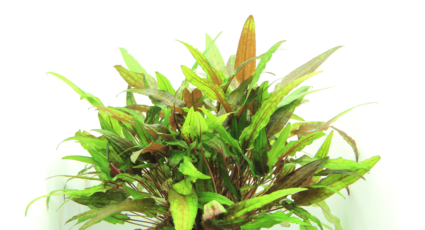 Cryptocoryne wendtii Green | en pot 5cm