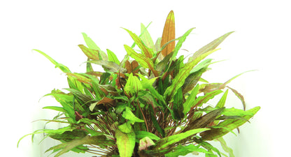 Cryptocoryne wendtii Green | en pot 5cm