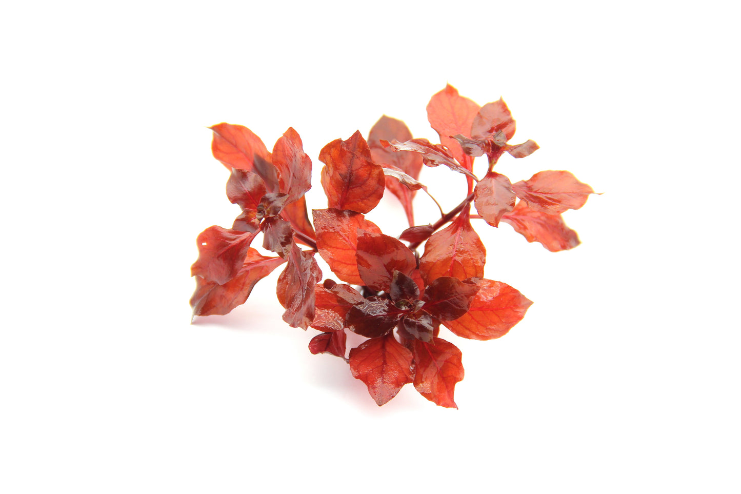 Ludwigia spec. Super Red | en pot 5cm