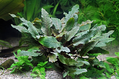 Cryptocoryne wendtii brune | en pot 5cm