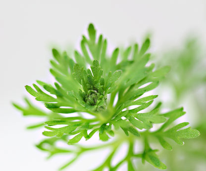 Limnophila sessiliflora | en pot 5cm