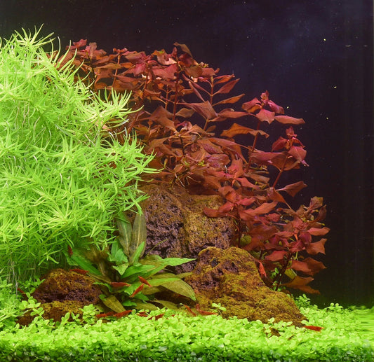 Ludwigia spec. Super Red | en pot 5cm