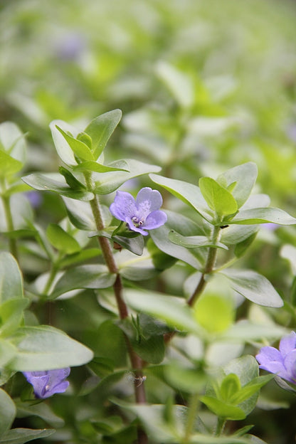 Bacopa caroliniana | en pot 5cm