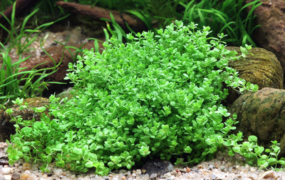 Hemianthus callitrichoides Cuba | en pot 5cm