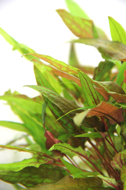 Cryptocoryne wendtii Green | en pot 5cm