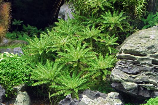 Pogostemon helferi | en pot 5cm