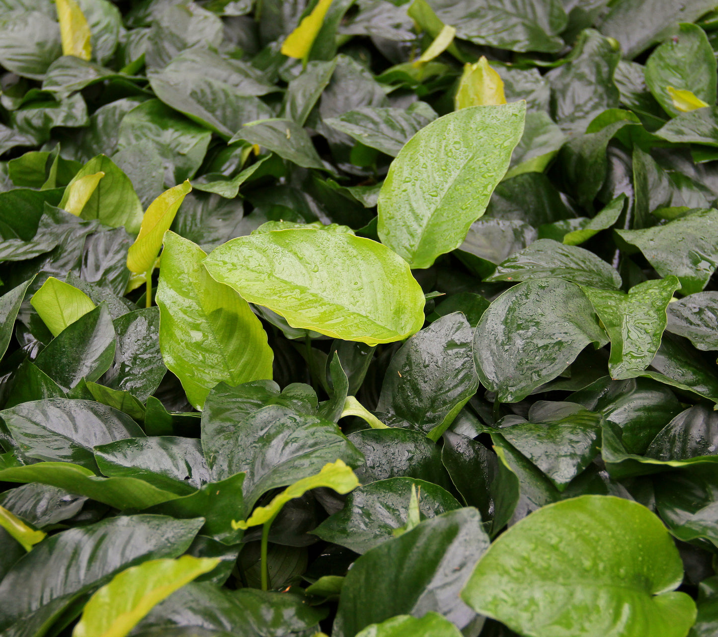 Anubias barterii | en pot 5cm