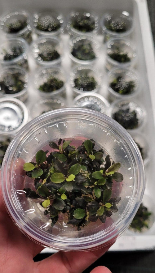 Bucephalandra maya | InVitro CUP