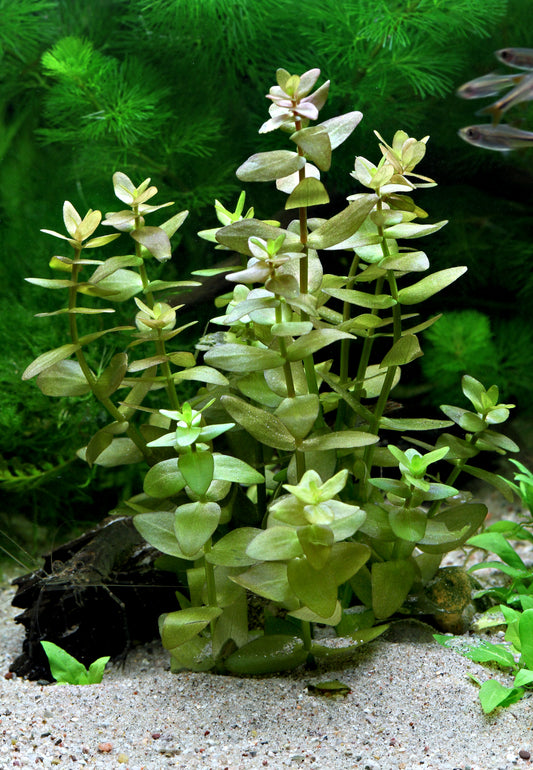 Bacopa caroliniana | en pot 5cm